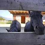 Martlerhof * Aschau Im Zillertal